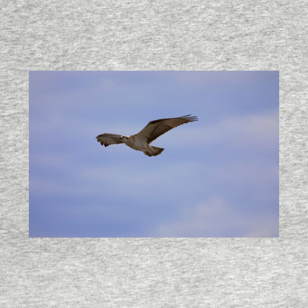 Osprey_VOA6842 by seadogprints